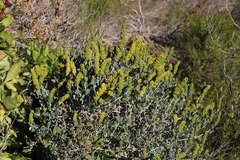 Manochlamys albicans