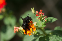 Xylocopa