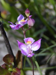 Calopogon multiflorus