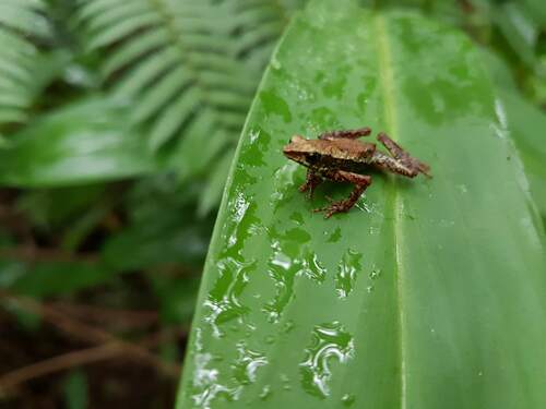 Lowland Tree Toad