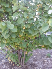 Cercis occidentalis