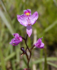Calopogon multiflorus