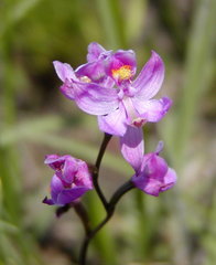 Calopogon multiflorus