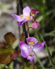 Calopogon multiflorus