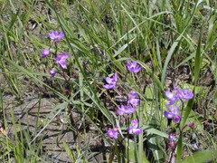 Calopogon multiflorus