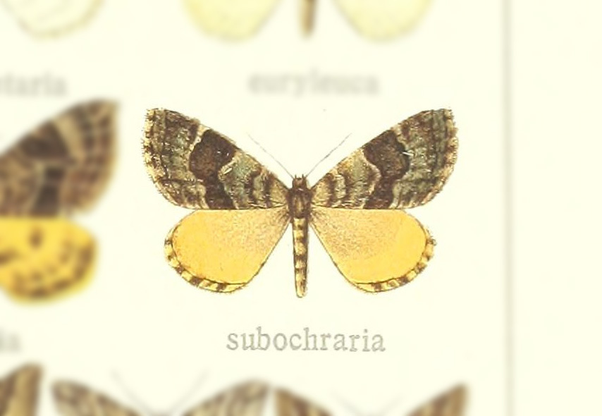 Electrophaes subochraria