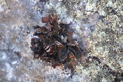 Xanthoparmelia hottentotta