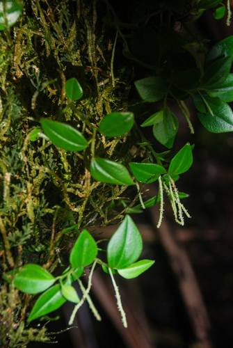 Peperomia ponapensis observed 2011-09-19