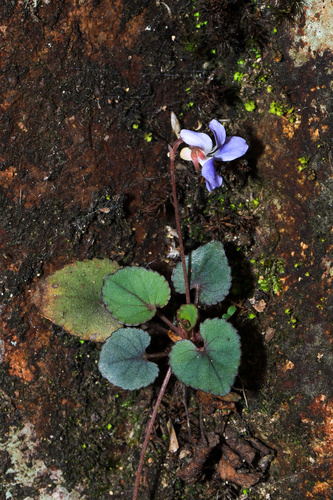 Viola grypoceras iNat (3)