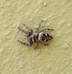 Dendryphantes zygoballoides
