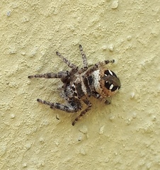 Dendryphantes zygoballoides