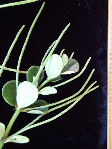 Peperomia rechingerae in life