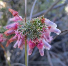 Erica glomiflora