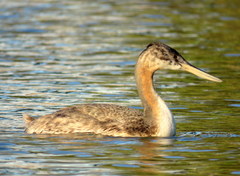 Great Grebe photo 2
