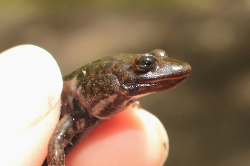 Black Shovel-Nosed Salamander