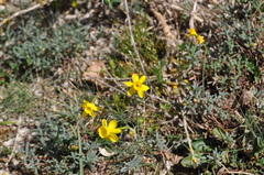 Narcissus assoanus