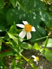 Bidens alba