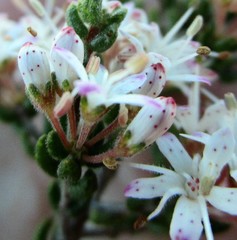 Agathosma blaerioides