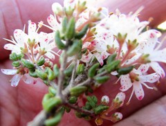 Agathosma blaerioides