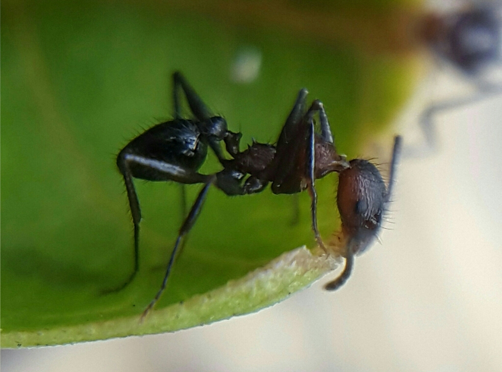 Pheidole sharpi