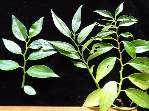 Peperomia reineckei observed 2016-06-07