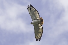 Augur Buzzard photo 2