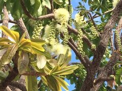 Barringtonia calyptrata
