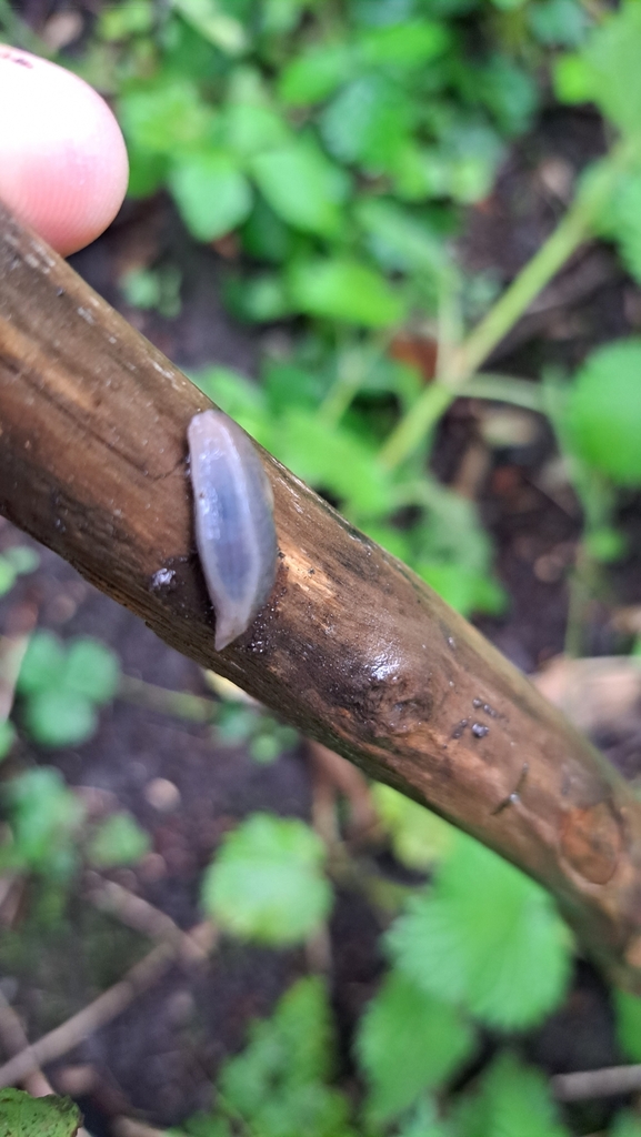 Banded Garden Slugs from Hull HU7, UK on April 28, 2023 at 10:10 AM by ...