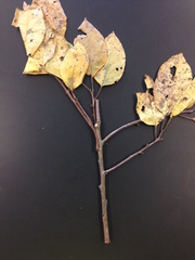 Diospyros virginiana