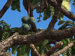 Barringtonia calyptrata