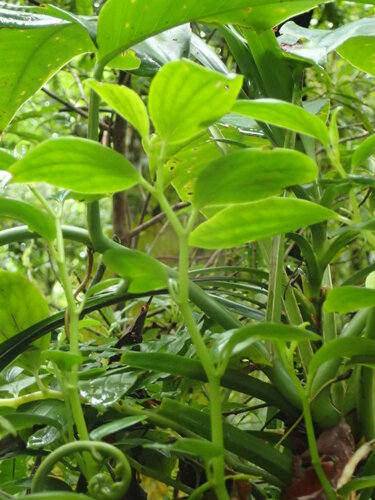 Peperomia reineckei observed 2016-06-15