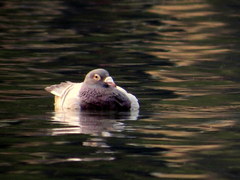 Rock Pigeon