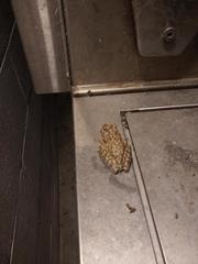 Osteopilus septentrionalis