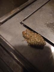 Osteopilus septentrionalis