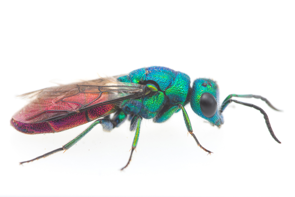 Chrysura refulgens