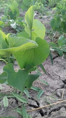Aristolochia clematitis