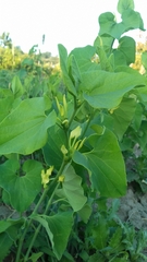 Aristolochia clematitis