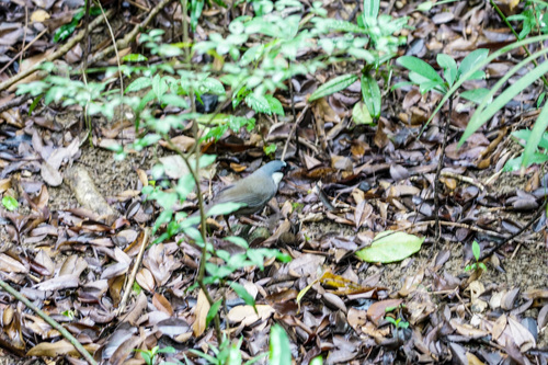 Black-throated Laughingthrush (Pterorhinus chinensis), photo 3