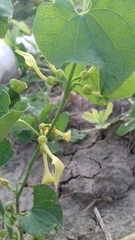 Aristolochia clematitis