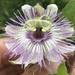 Sonoran Passionflower - Photo (c) Christian Schwarz, some rights reserved (CC BY-NC), uploaded by Christian Schwarz