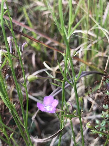 Sandplain false foxglove (Agalinis decemloba)