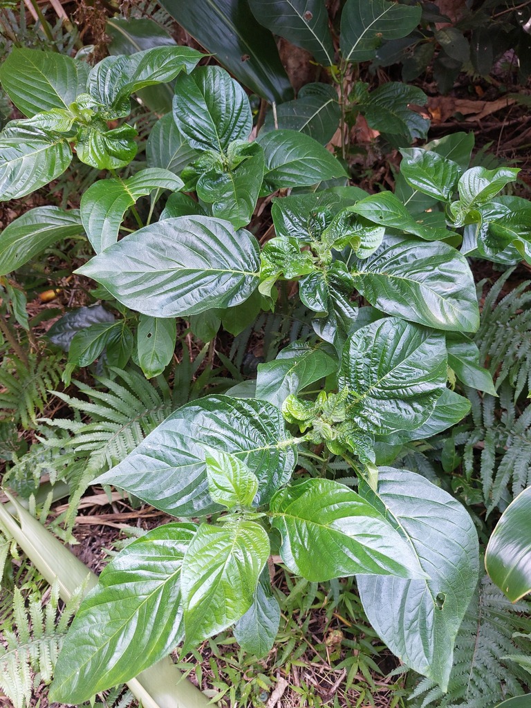 Mussaenda macrophylla; photograph 胡正恆(Jackson Hu), CC BY, iNaturalist via GBIF