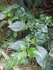 Mussaenda macrophylla