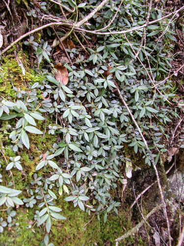 Peperomia sandwicensis observed 2004-02-05