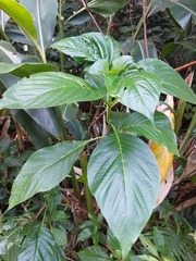 胡正恆(Jackson Hu), CC BY, iNaturalist via GBIF Mussaenda macrophylla, photograph 胡正恆(Jackson Hu), CC BY, iNaturalist via GBIF