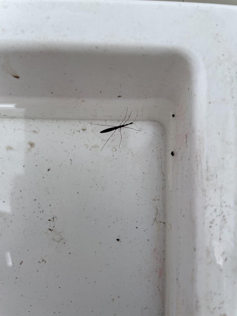 Common Water Measurer from Plants Brook Reservoirs, Birmingham, England ...