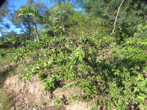 Bulnesia foliosa (Bulnesia foliosa)