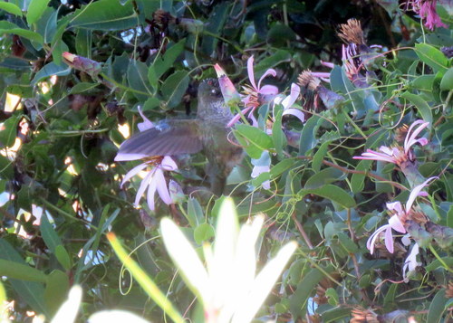 Sephanoides sephaniodes