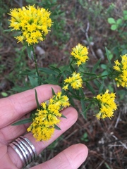 Solidago nitida