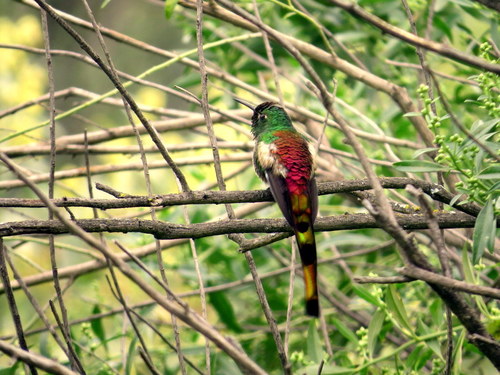 Sappho sparganurus